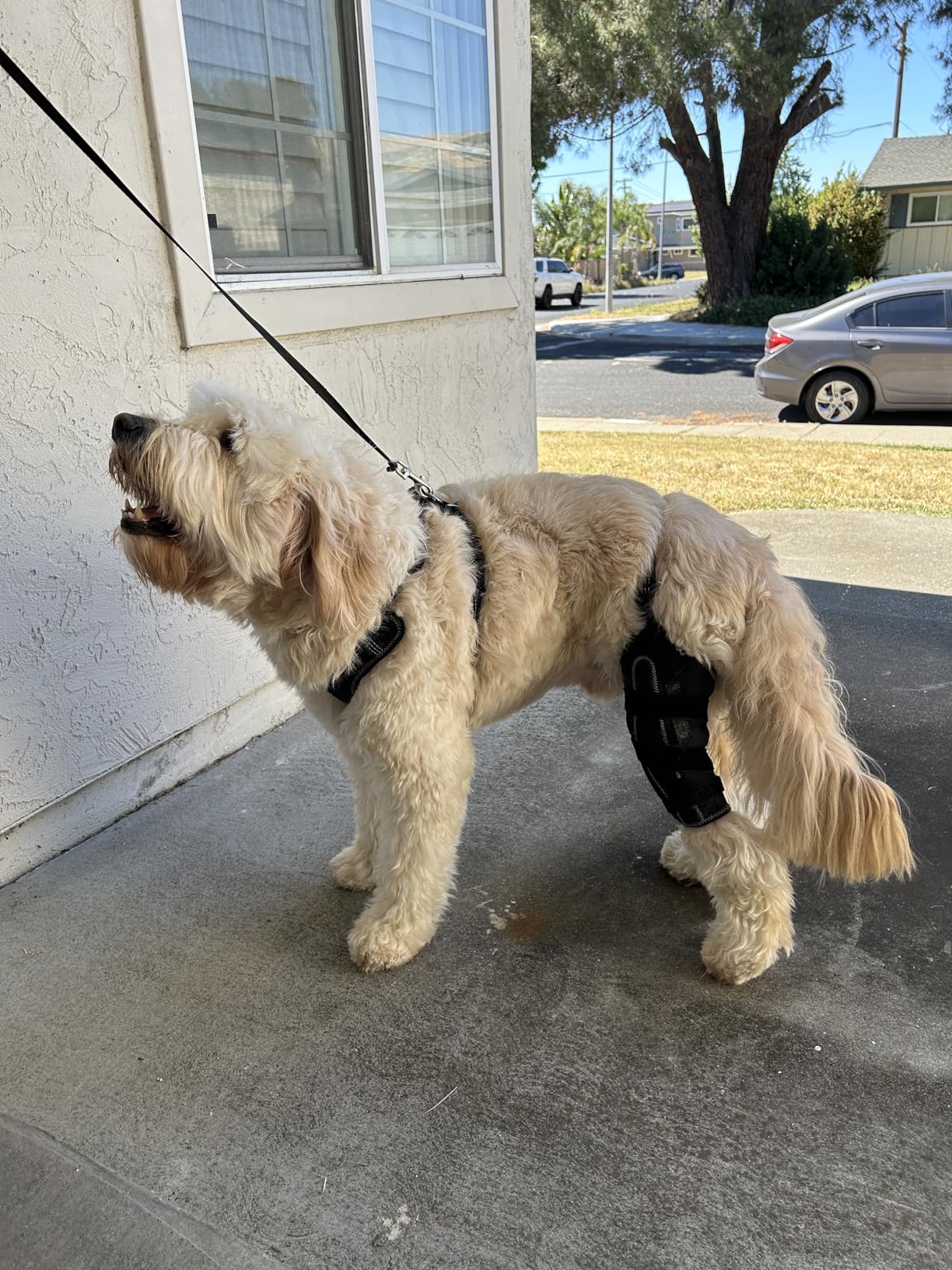 Dog Knee Brace for Torn Acl Hind Leg review Lojhyl 02