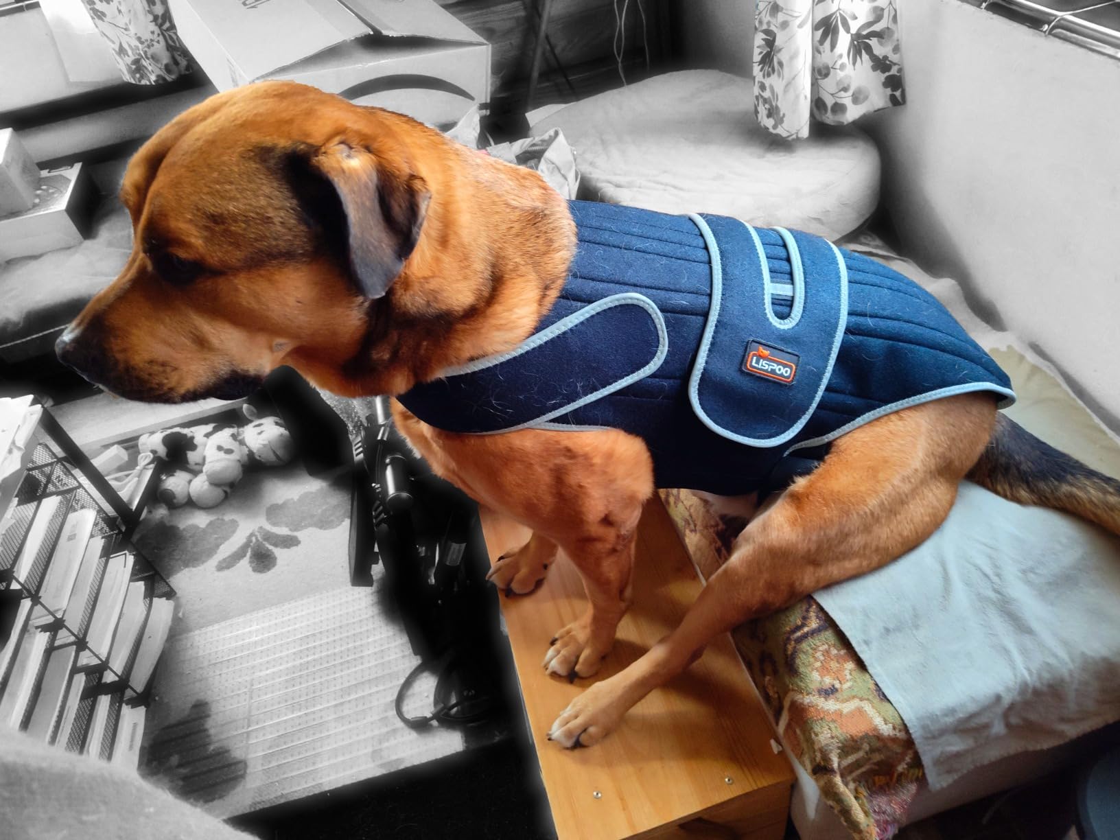 Dog Back Brace for IVDD review Lisay