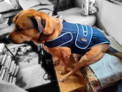 Dog Back Brace for IVDD review Lisay