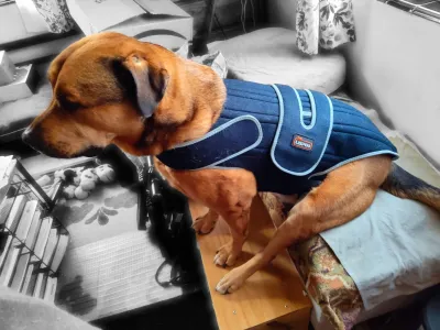 Dog Back Brace for IVDD review 