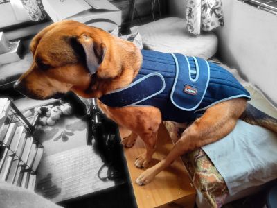 Dog Back Brace for IVDD review