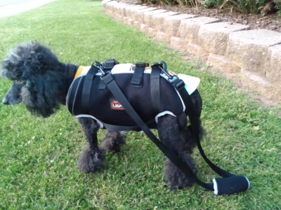 Dog Lift Harness with Handle review 