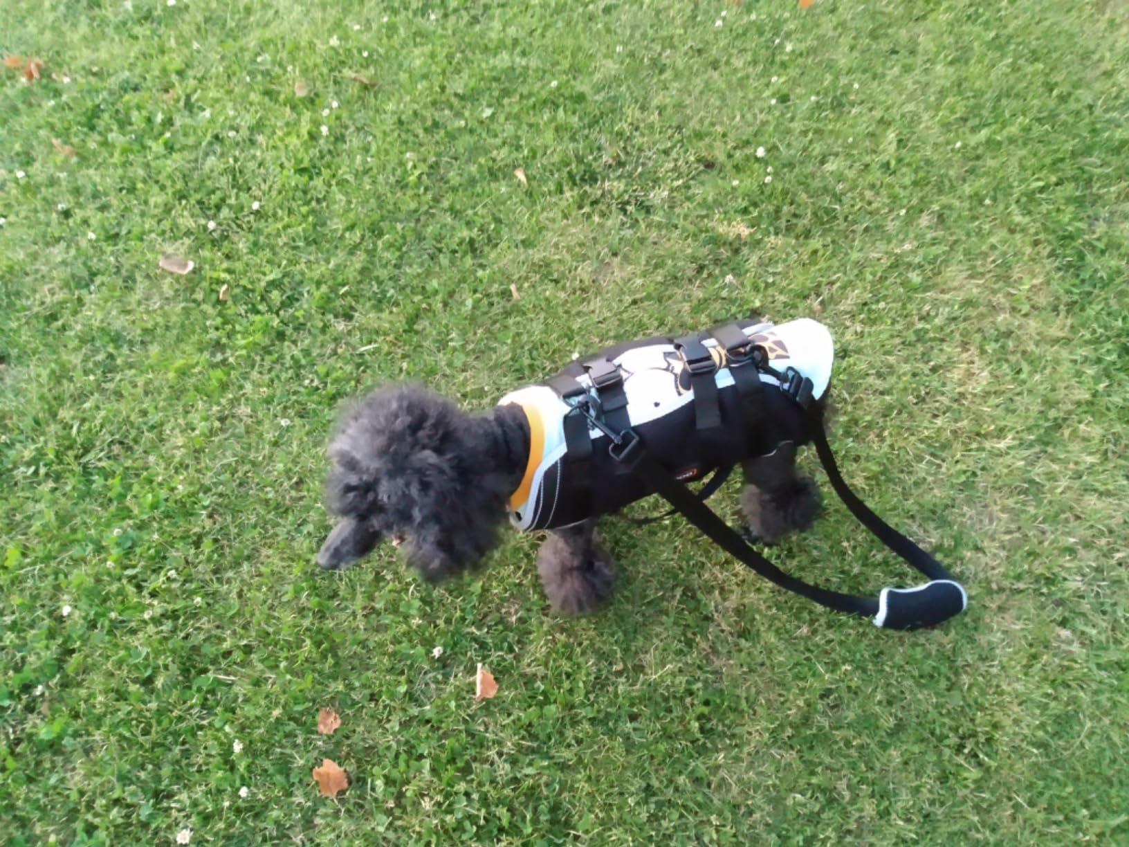 Dog Lift Harness with Handle review Ghjuyj 02