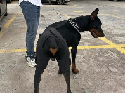 Dog Hip Dysplasia Brace for Dobermans review Hilary Wright