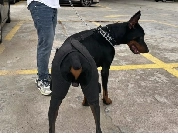 Dog Hip Dysplasia Brace for Dobermans review 