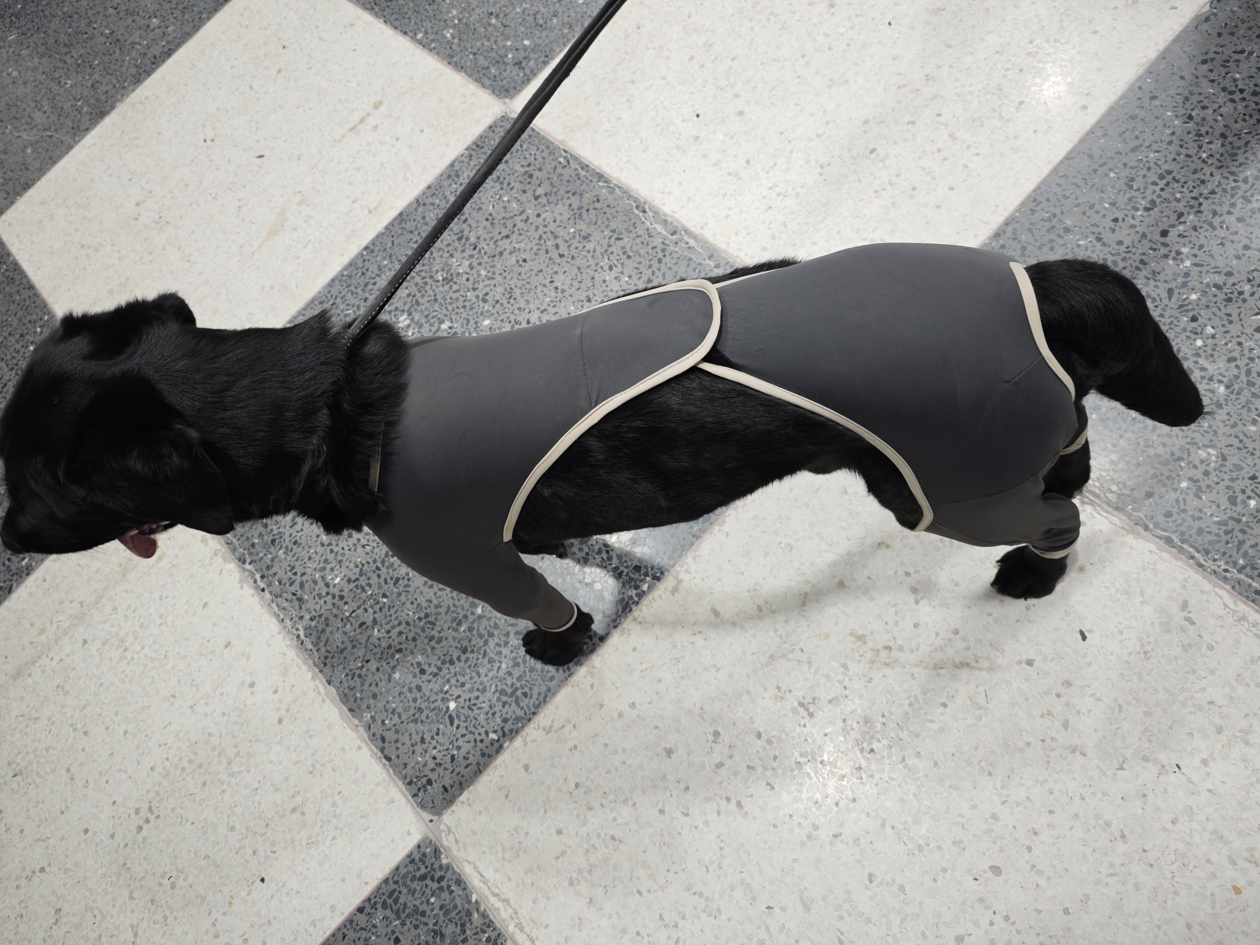 Anti Licking Full Body Dog Suit review Augustine Brooke 01
