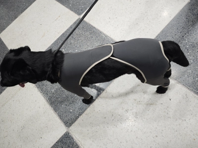 Anti Licking Full Body Dog Suit review 