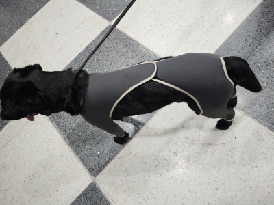 Anti Licking Full Body Dog Suit review