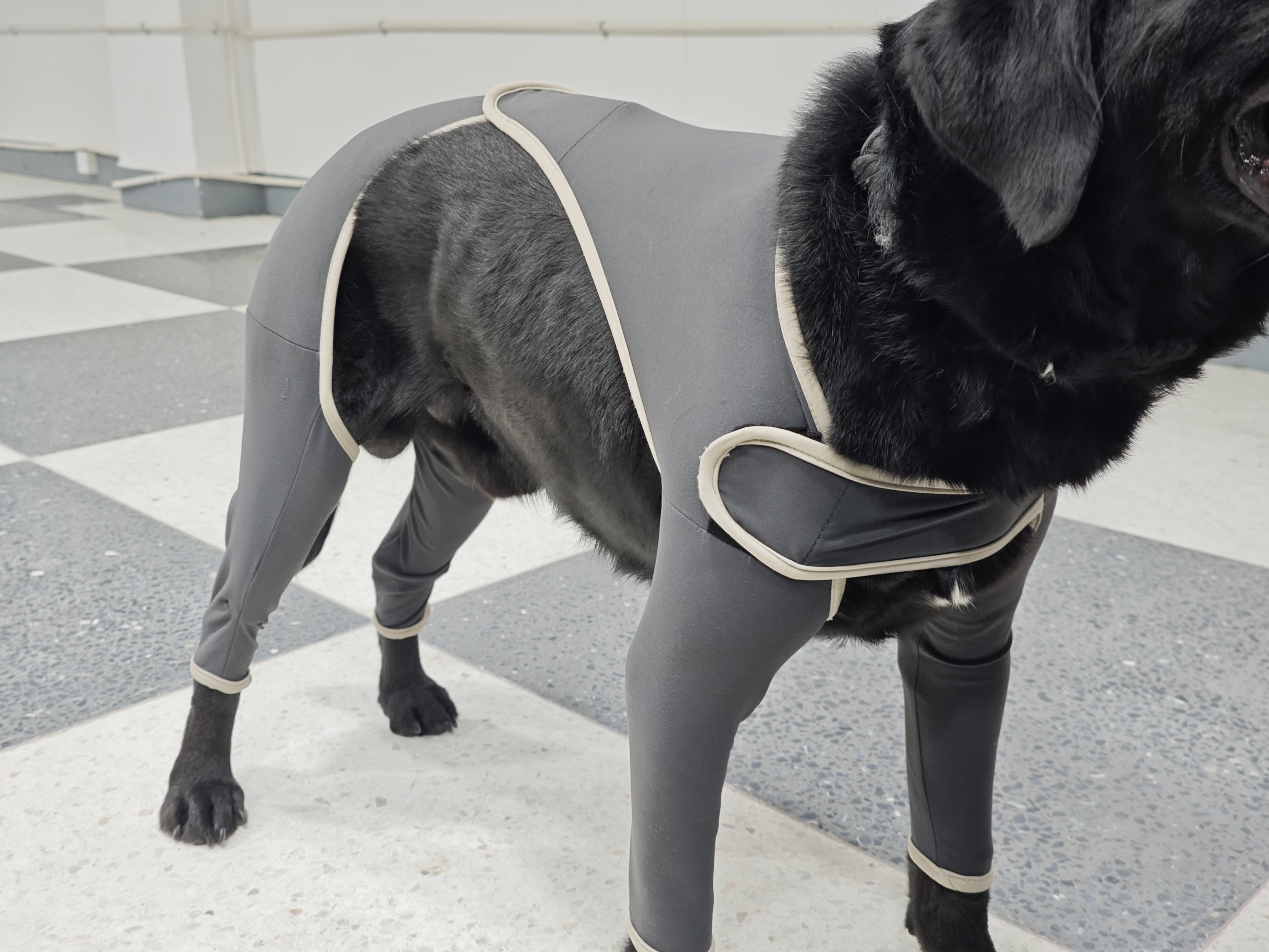 Anti Licking Full Body Dog Suit review Augustine Brooke 02