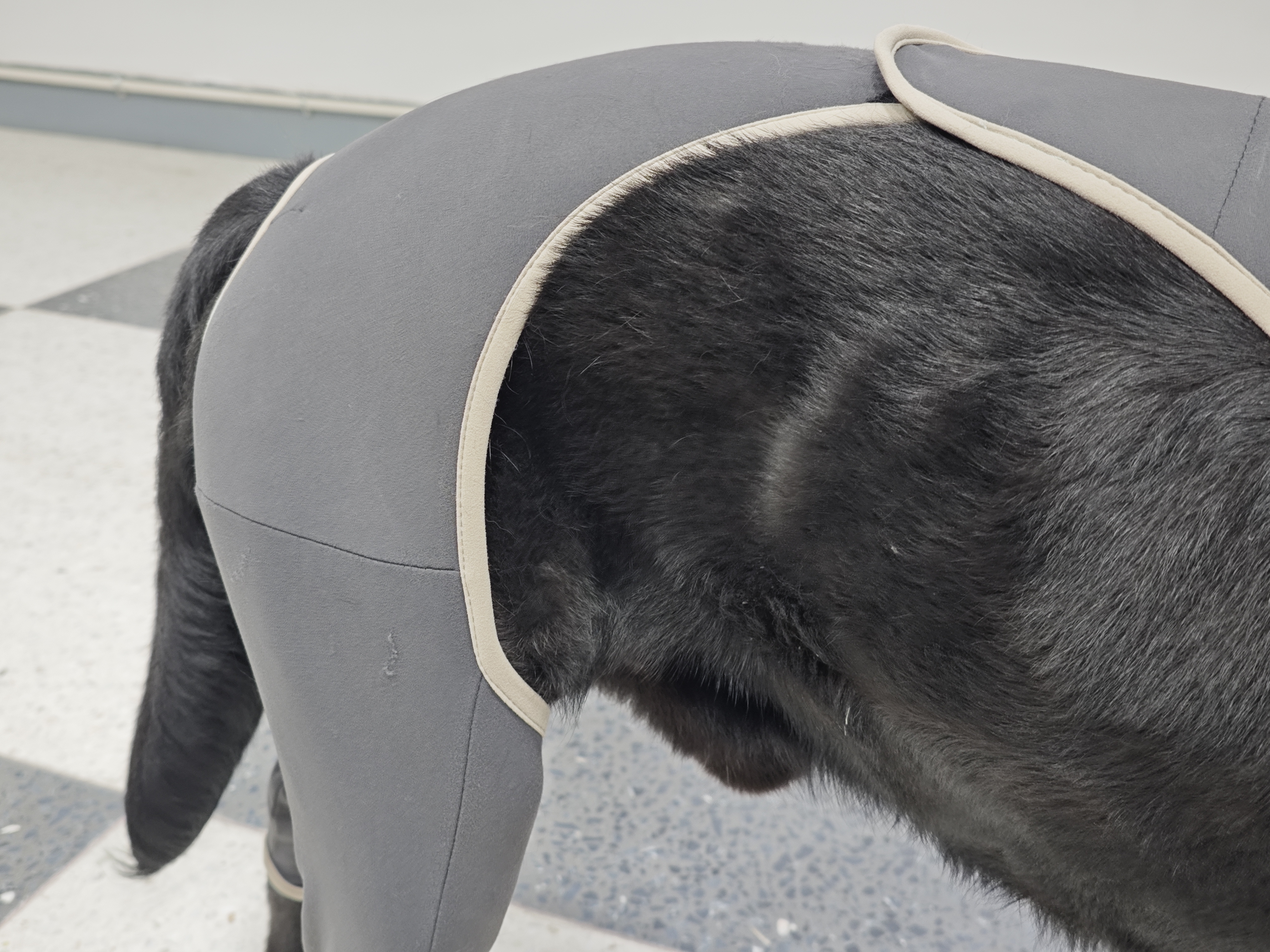 Anti Licking Full Body Dog Suit review Augustine Brooke 03