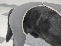 Anti Licking Full Body Dog Suit review 2