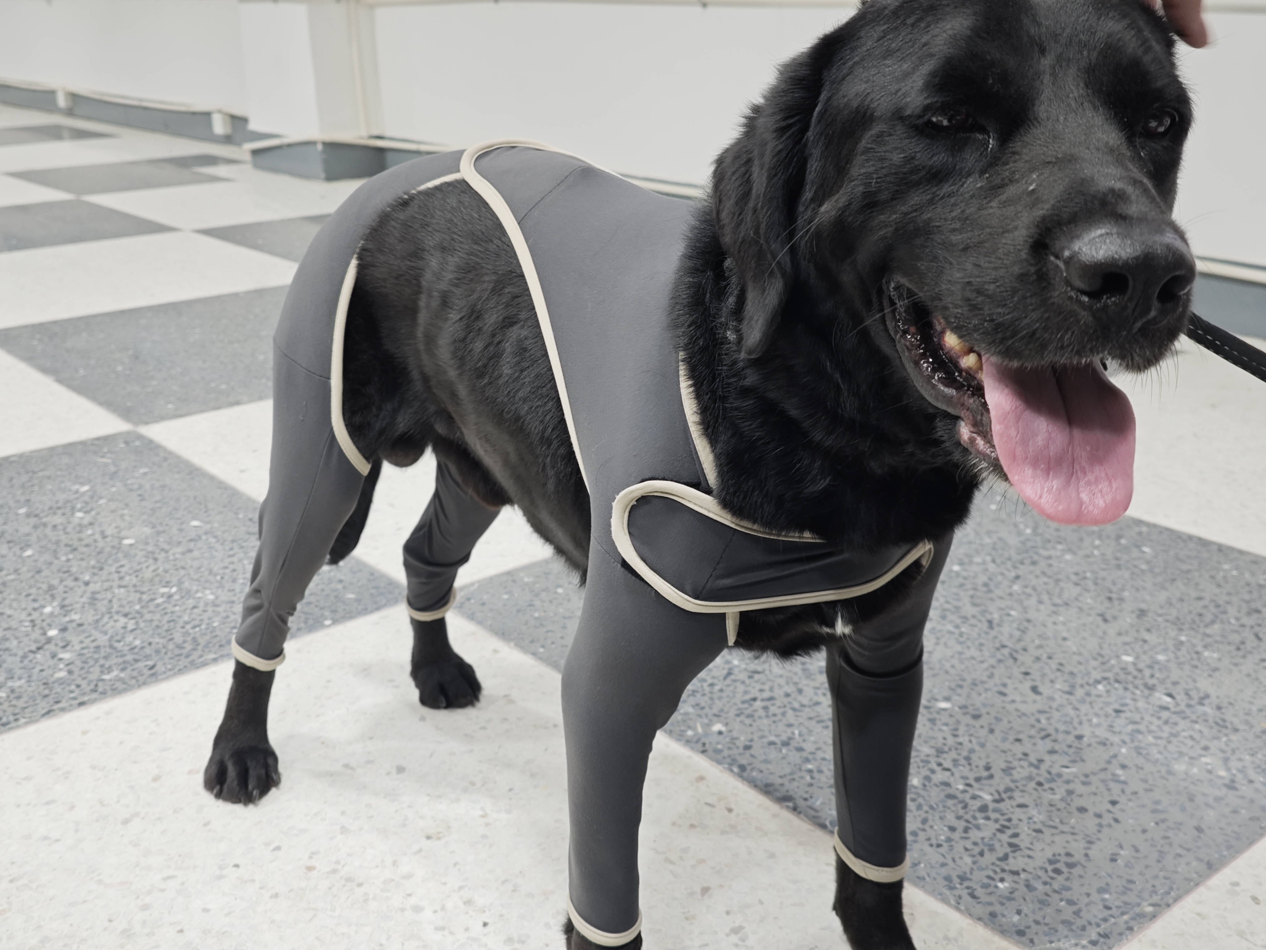 Anti Licking Full Body Dog Suit review Augustine Brooke 04