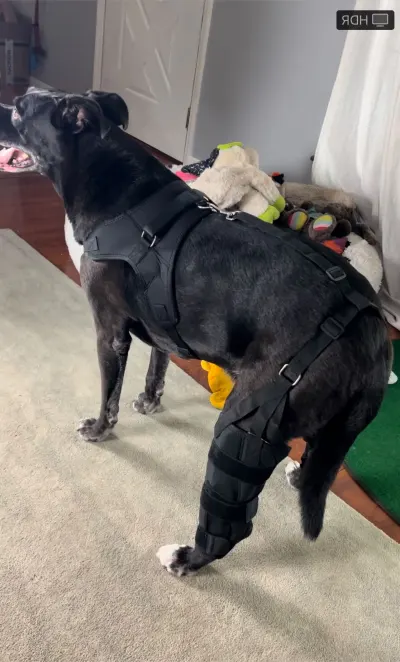 Dog Torn Acl Brace review 