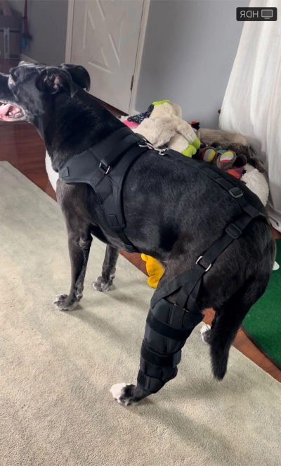 Dog Torn Acl Brace review 