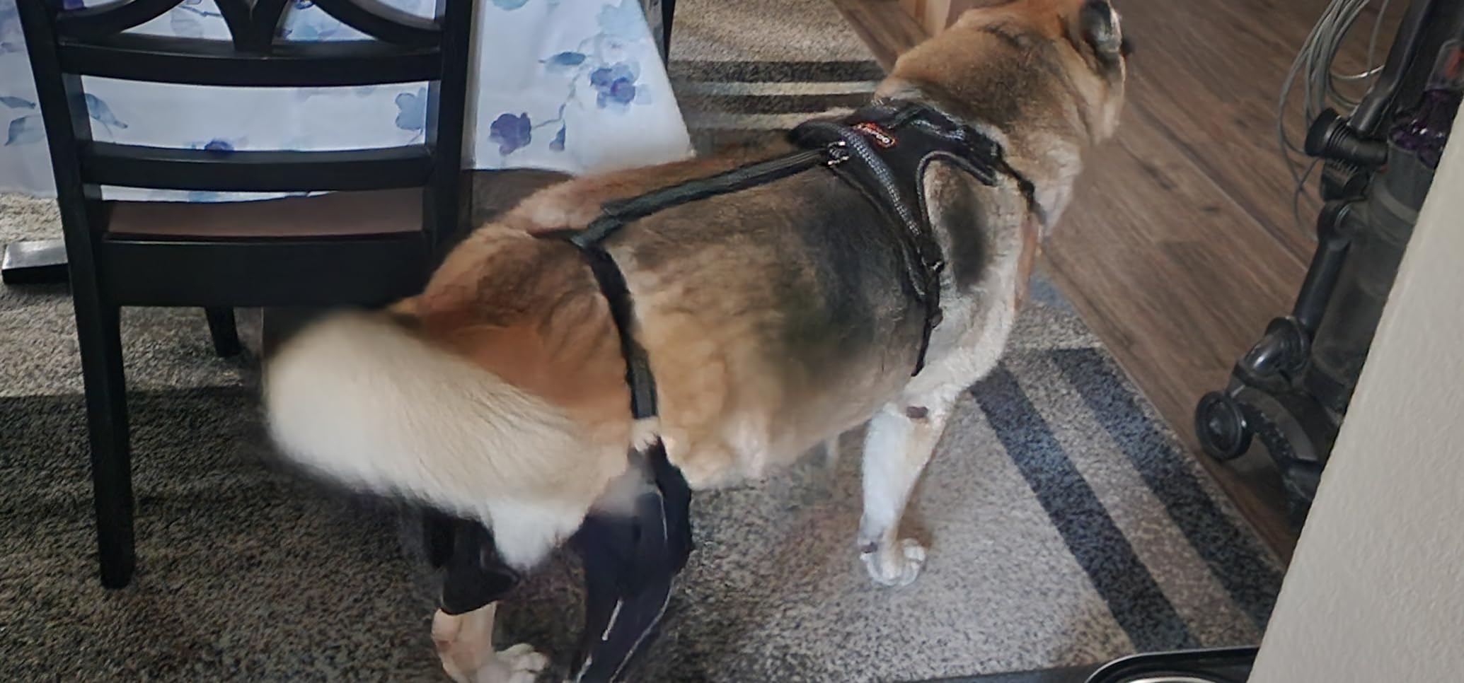 Dog Knee Brace with Metal Splint Hinge Support for ACL review Hugh Kennan 01