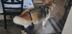 Dog Knee Brace with Metal Splint Hinge Support for ACL review Hugh Kennan 01
