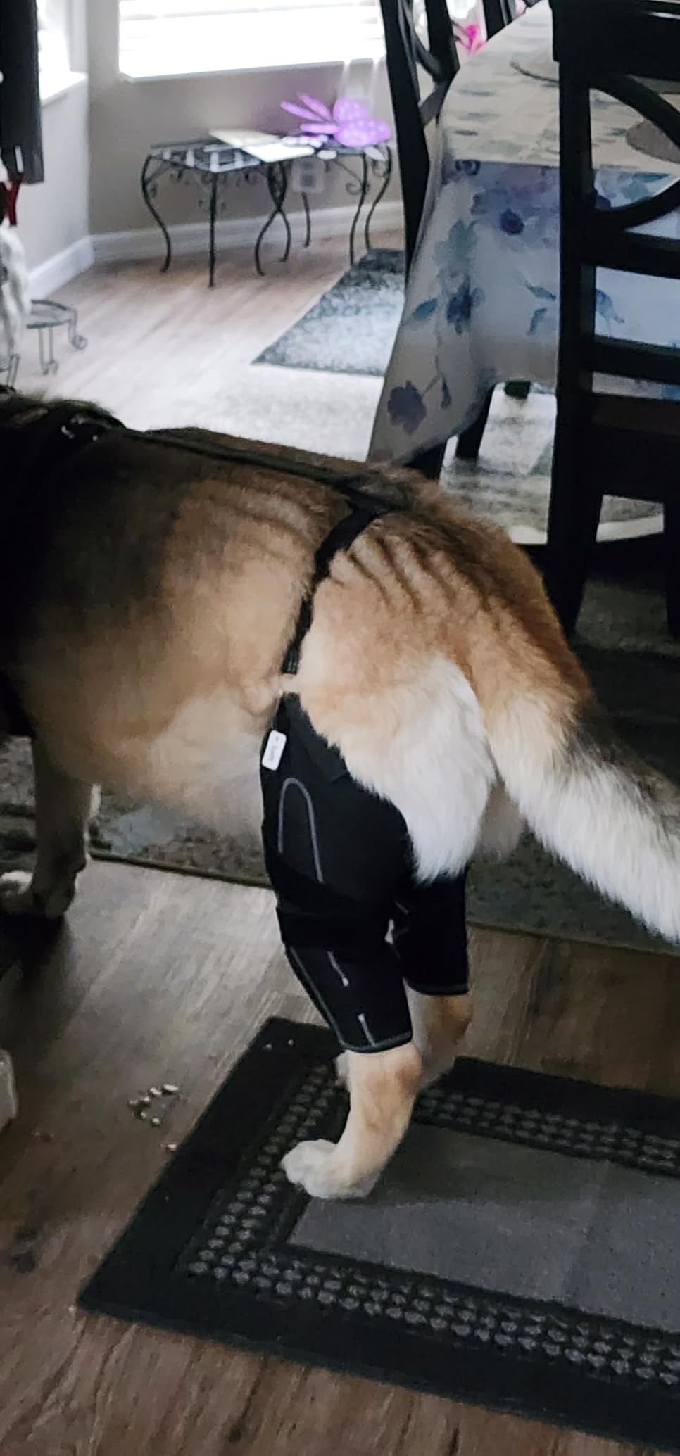 Dog Knee Brace with Metal Splint Hinge Support for ACL review Hugh Kennan 02