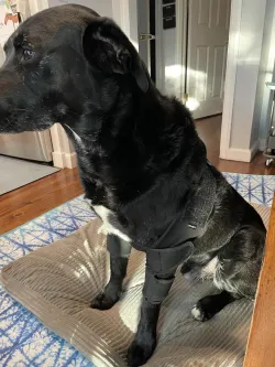 Dog Double Elbow & Shoulder Brace review Constance McCarthy