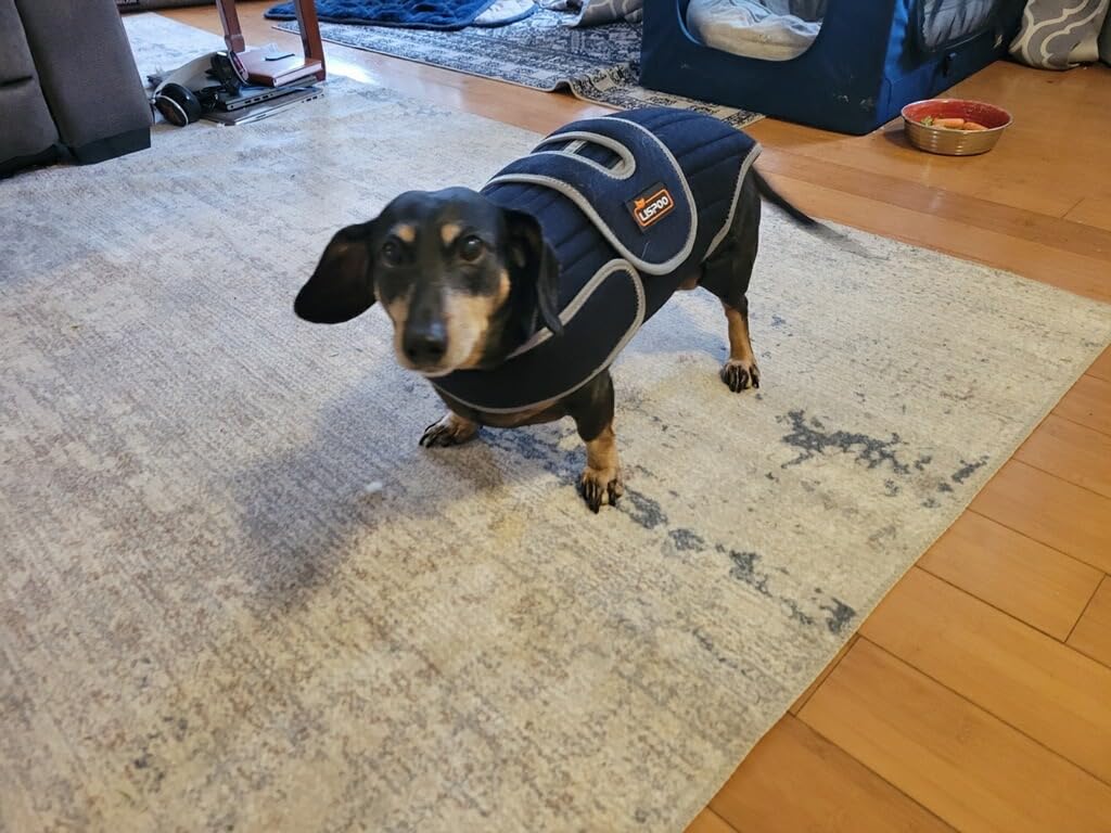 Dog Back Brace for IVDD review Jenny Dora 02