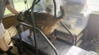 Dog Treadmill for Medium and Large Dogs review Donald Judith