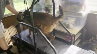 Dog Treadmill for Medium and Large Dogs review 