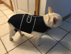 Dog Back Brace for IVDD review Barton Hill 02