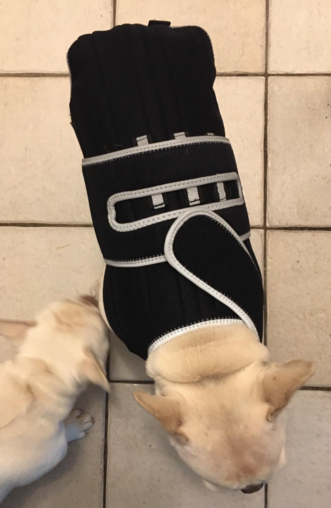 Dog Back Brace for IVDD review Barton Hill 04