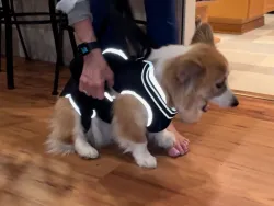 Dog Lift Harness with Handle review Mavis Rossetti