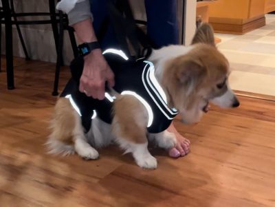Dog Lift Harness with Handle review