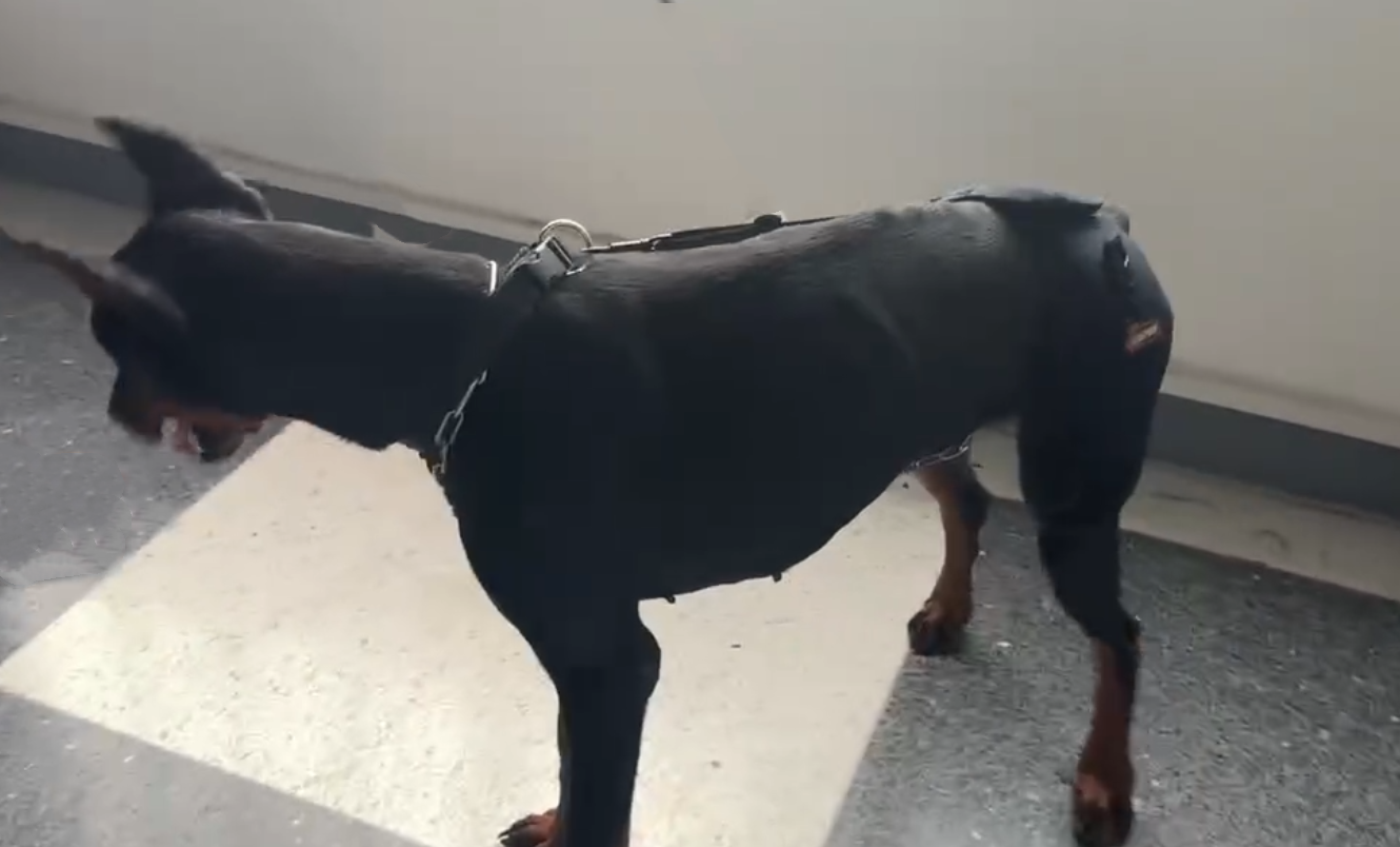 Hip Support Brace for Dobermans with Dysplasia review Valentine Charles