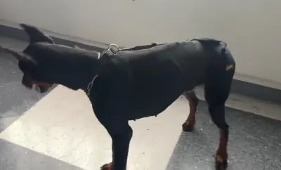 Hip Support Brace for Dobermans with Dysplasia review 