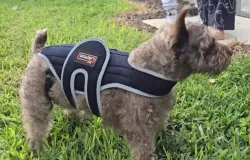 Dog Back Brace for IVDD review April Hume