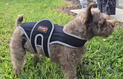 Dog Back Brace for IVDD review 