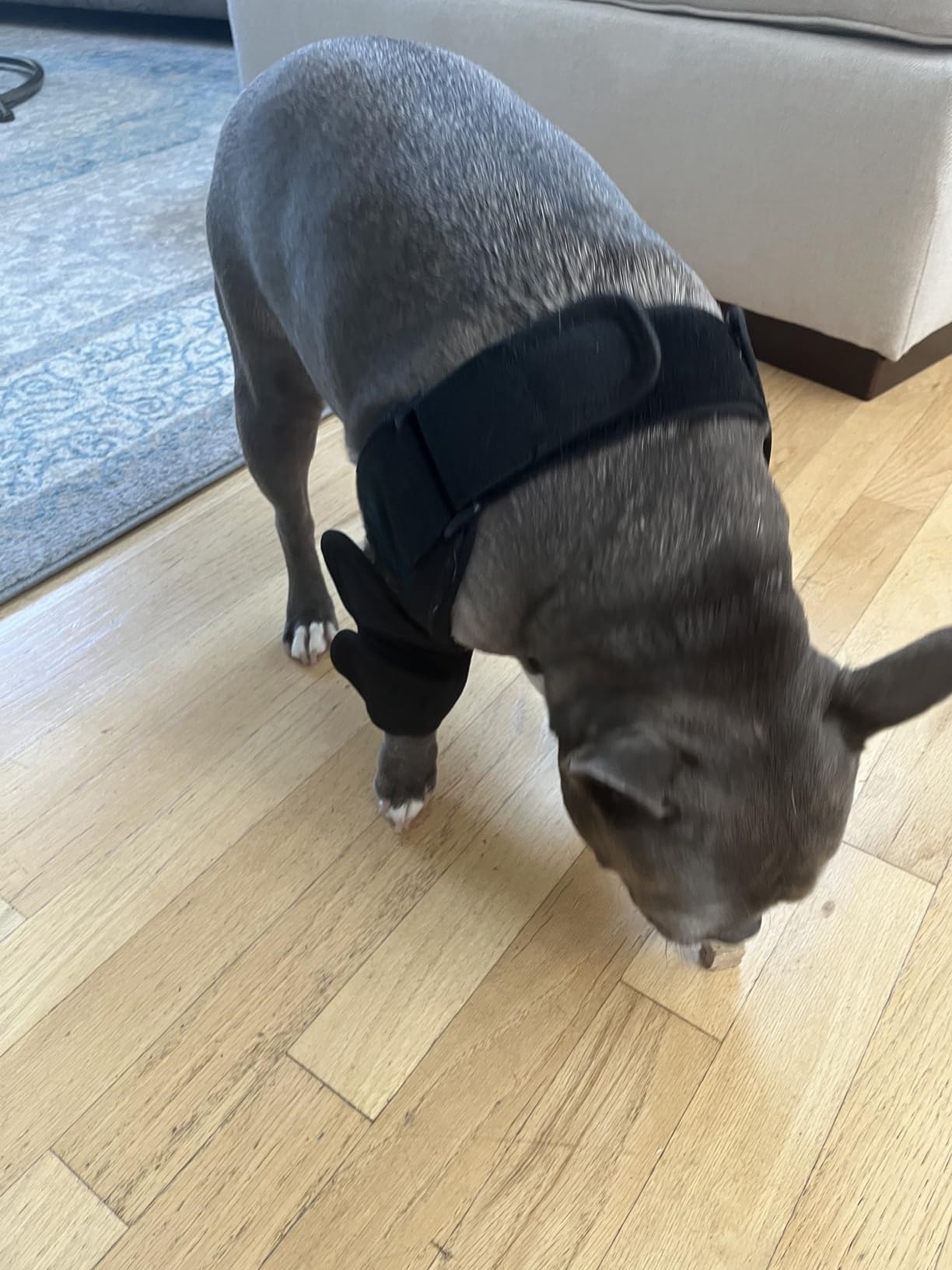 Dog Double Elbow & Shoulder Brace review Boyce Rob