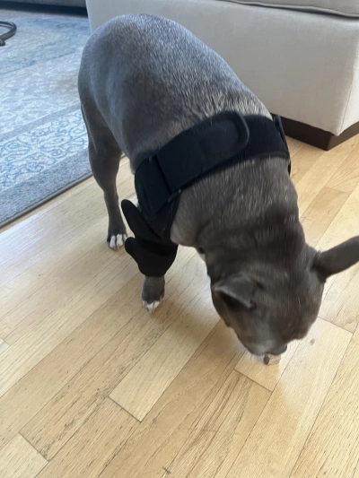Dog Double Elbow & Shoulder Brace review 