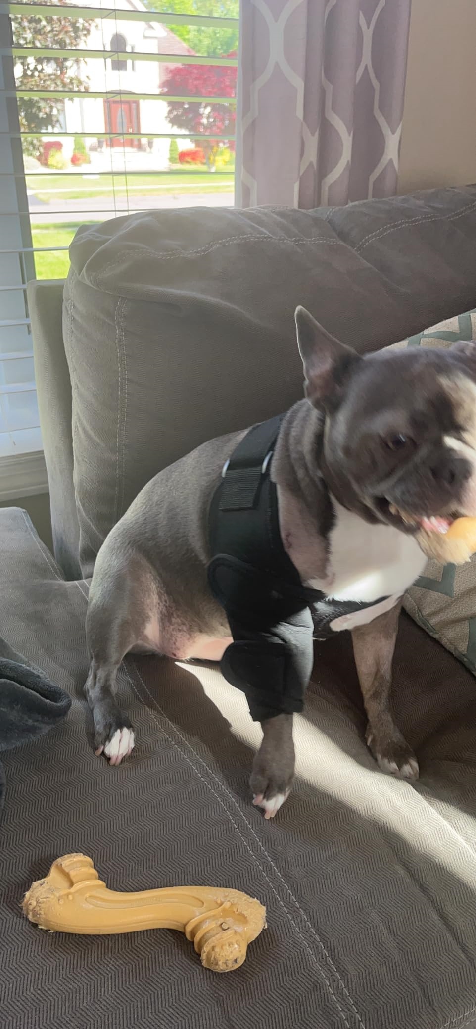 Dog Elbow Brace for Arthritis review Claude Simpson