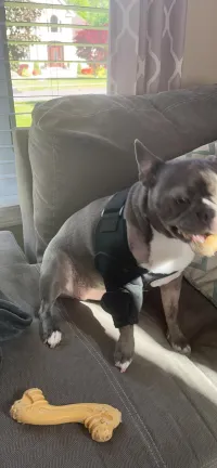 Dog Elbow Brace for Arthritis review 0