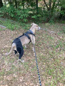 Dog Knee Brace for Back Leg Torn CCL review Shirley Toynbee