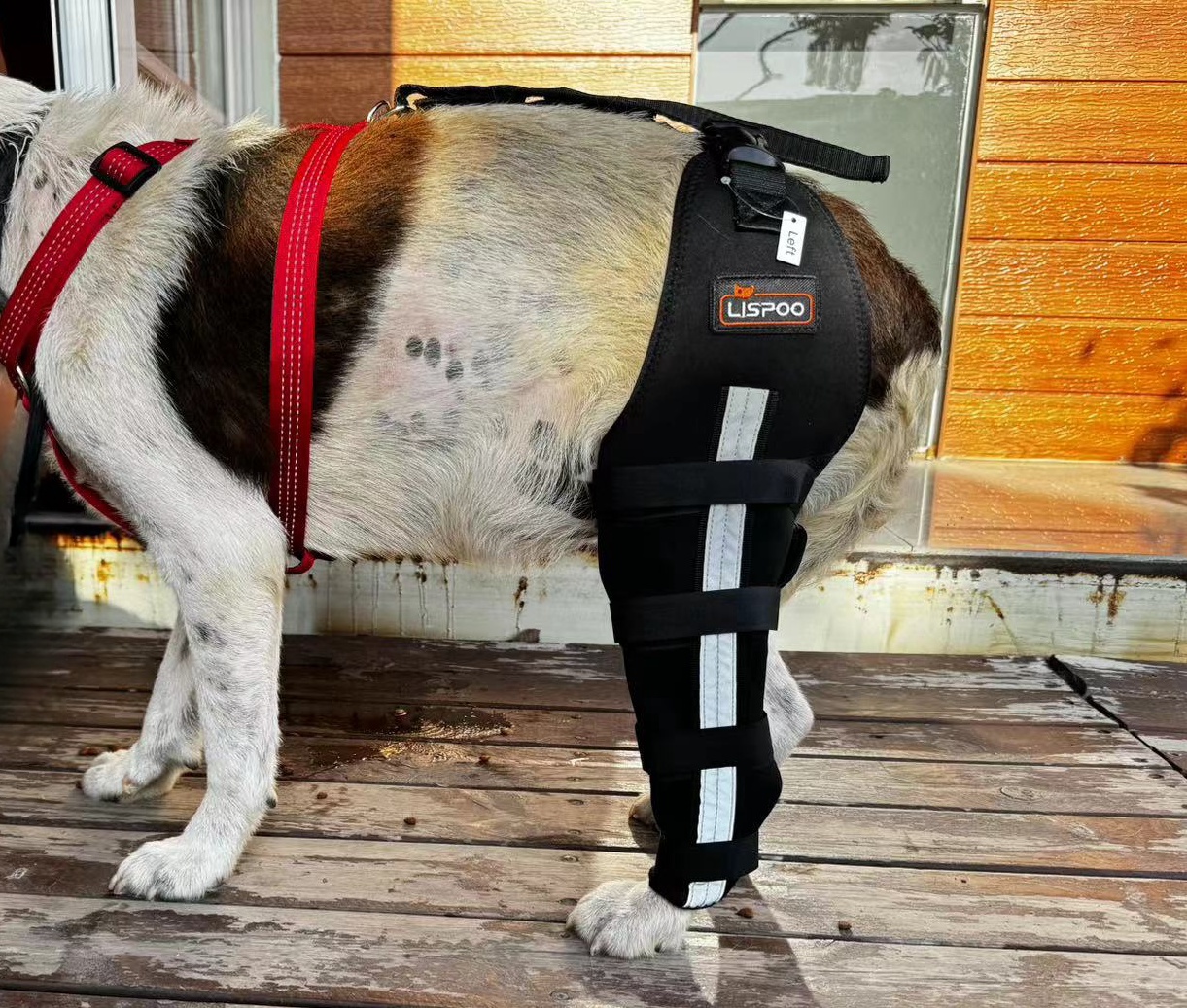 Luxating Patella Dog Knee Brace review Webb Darwin