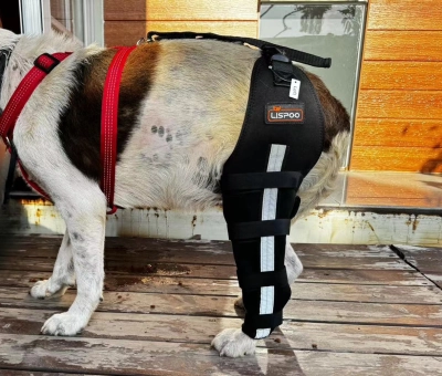 Luxating Patella Dog Knee Brace review 