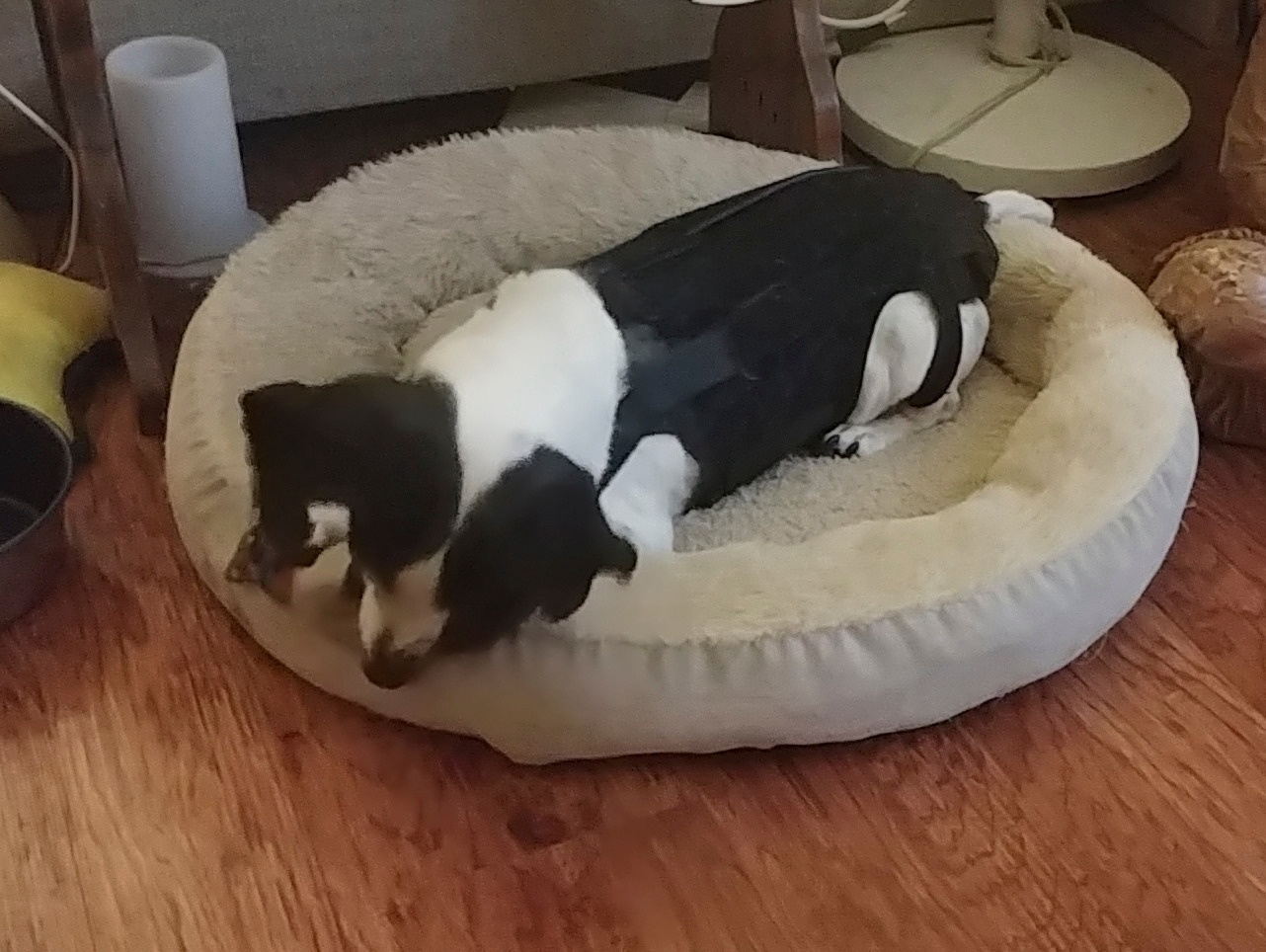 Lightweight Dog IVDD Back Brace  review Yvonne Evelina