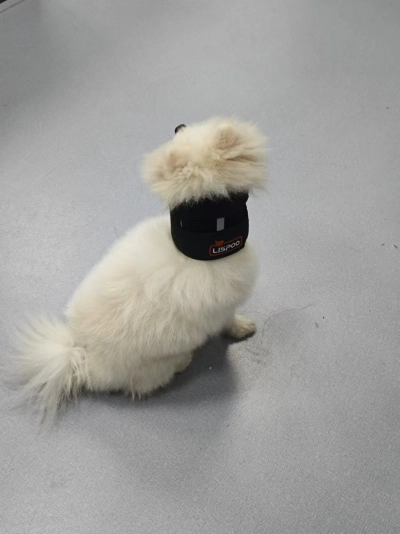 Dog Neck Brace for Dogs Neck Pain review 