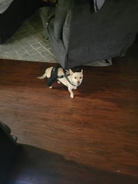 Hinged Dog Double Leg Brace review 0