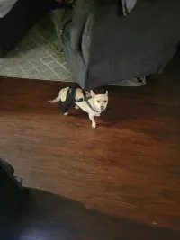 Hinged Dog Double Leg Brace review 0