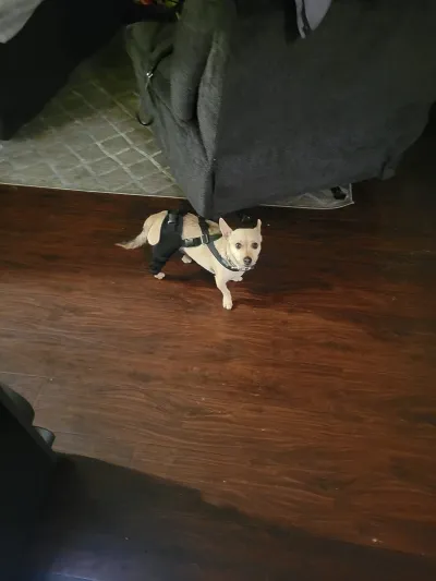 Hinged Dog Double Leg Brace review 