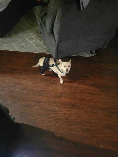 Hinged Dog Double Leg Brace review