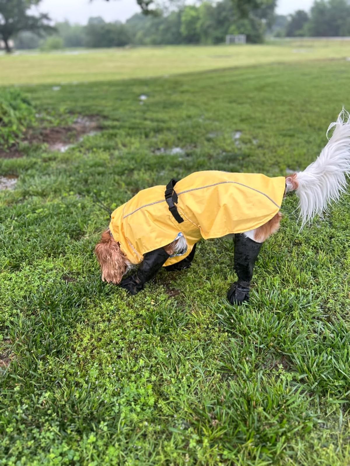 Waterproof Anti-Slip Dog Boots review Elsie Roy