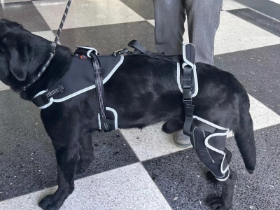 Dog Knee Brace with Metal Hinge Support for Acl review 