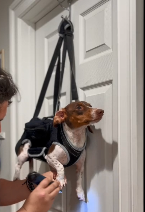 Dog Lift Harness with Handle review Edwiin Cronin