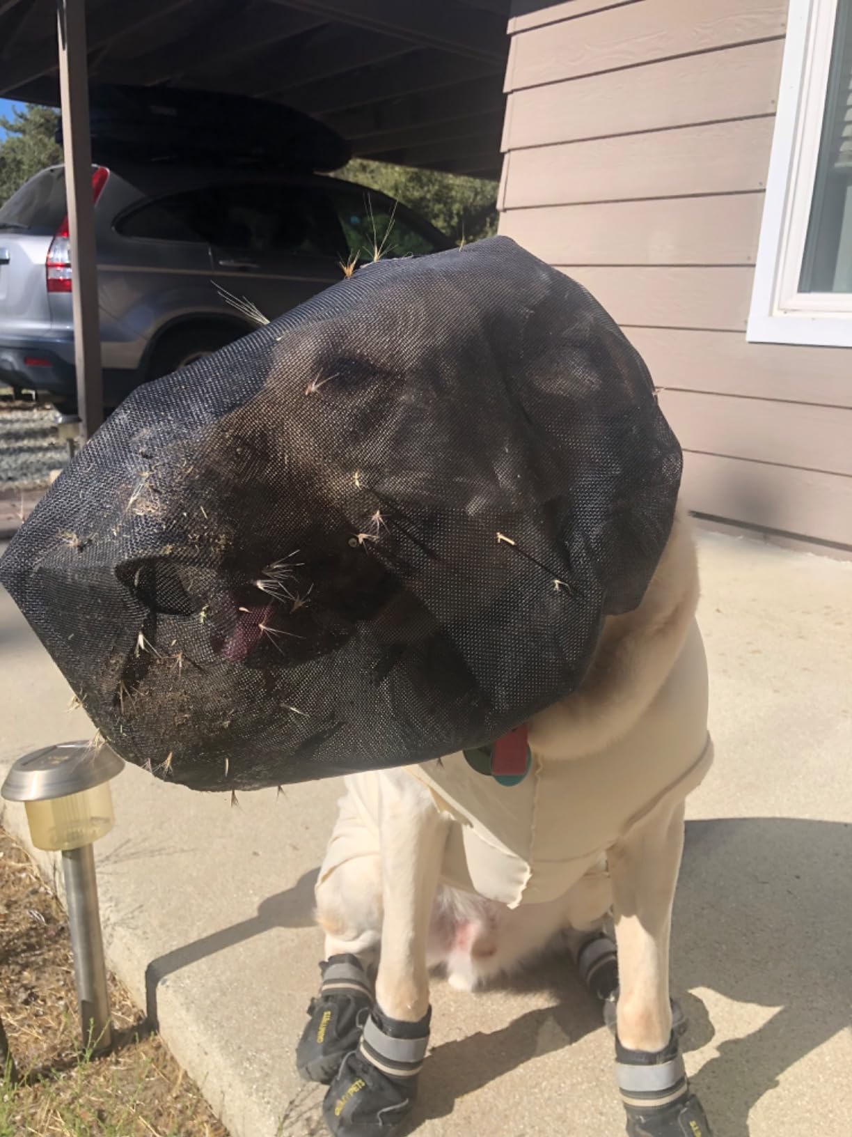 Field Guard Head Protector for Dogs review Quincy Bloor